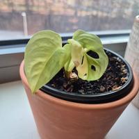 Monstera Adansonii Aurea 
