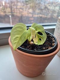 Monstera Adansonii Aurea 