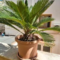Pianta  Cycas   cm. 60  anni 7 
