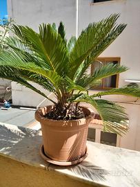 Pianta  Cycas   cm. 60  anni 7 