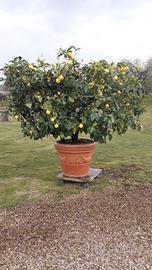 PIANTE DI LIMONE IN VASO