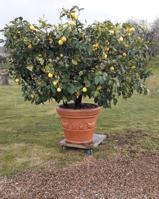 PIANTE DI LIMONE IN VASO