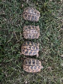 Gruppo tartarughe testudo hermanni boettgeri thb
