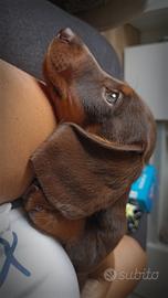 Cucciolo Bassotto cioccolato Focato 3 mesi e mezzo