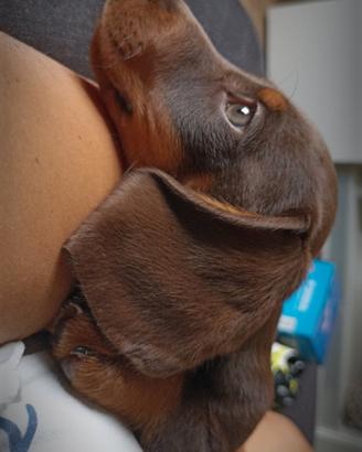 Cucciolo Bassotto cioccolato Focato 3 mesi e mezzo