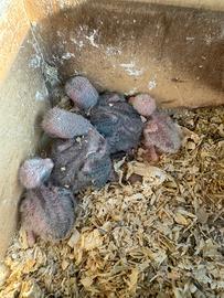 Inseparabili da allevare