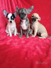 Chihuahua