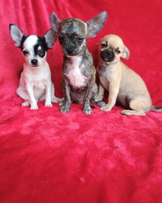 Chihuahua