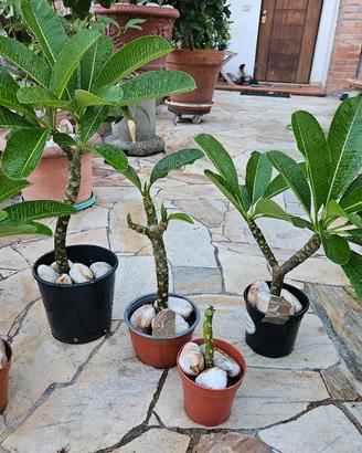 piantine Plumaria