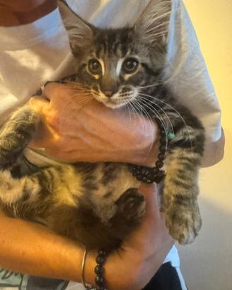 Maine coon maschi