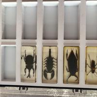 Insetti da tutto il mondo
