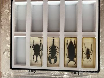 Insetti da tutto il mondo