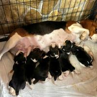 Beagle tricolore