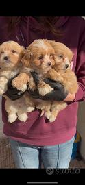 Cuccioli di maltipoo
