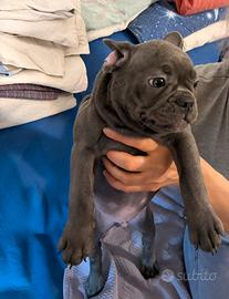 Cuccioli Bulldog Francese
