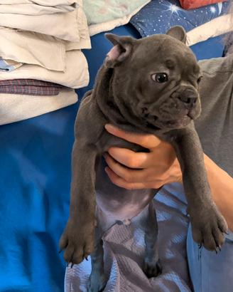 Cuccioli Bulldog Francese