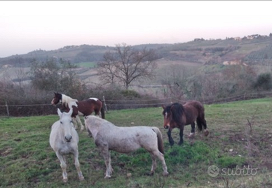 Cavalli ungheresi, lipizzani, pesante e pezzata