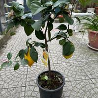 Pianta di limoni