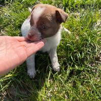 Cucciolo chihuahua pinscher due mesi femmina