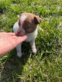 Cucciolo chihuahua pinscher due mesi femmina