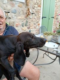 Cuccioli di incrocio segugio cocker vispi pronti