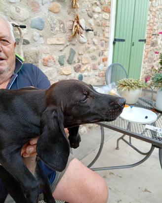 Cuccioli di incrocio segugio cocker vispi pronti