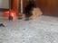 Immagine 6