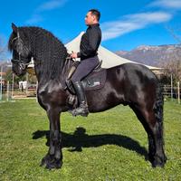 Cavallo frisone sella e carrozza