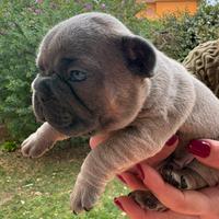 Bulldog francesi