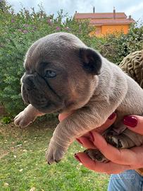 Bulldog francesi