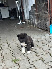 Akita americano