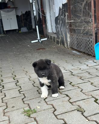 Akita americano