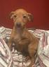 disponibili-pinscher