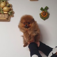 Cucciolo Pomerania