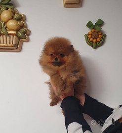 Cucciolo Pomerania