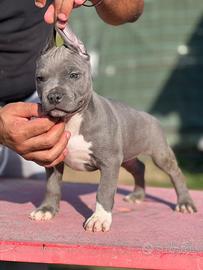 American pitbull terrier