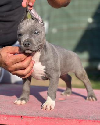 American pitbull terrier