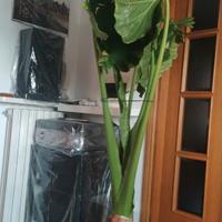 Alocasia/orecchia d'elefante 