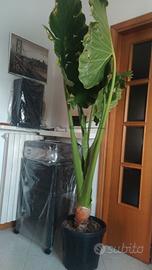 Alocasia/orecchia d'elefante 