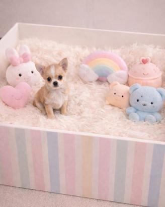 Chihuahua Mini Toy Fulvo/Bianco disponibile