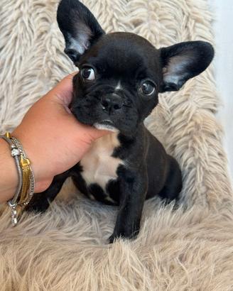 Bulldog francese