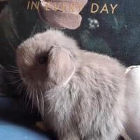 Minilop grigio blu cucciolo