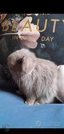 Minilop grigio blu cucciolo