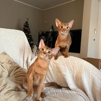 Cuccioli abissini con pedigree