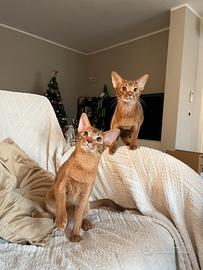 Cuccioli abissini con pedigree