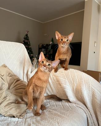 Cuccioli abissini con pedigree