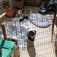 Cucciolo di border collie