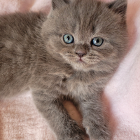 Scottish straight femminuccia