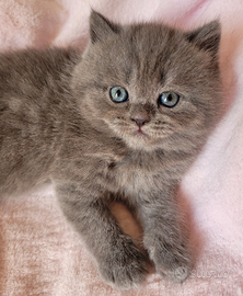 Scottish straight femminuccia