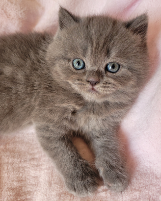 Scottish straight femminuccia